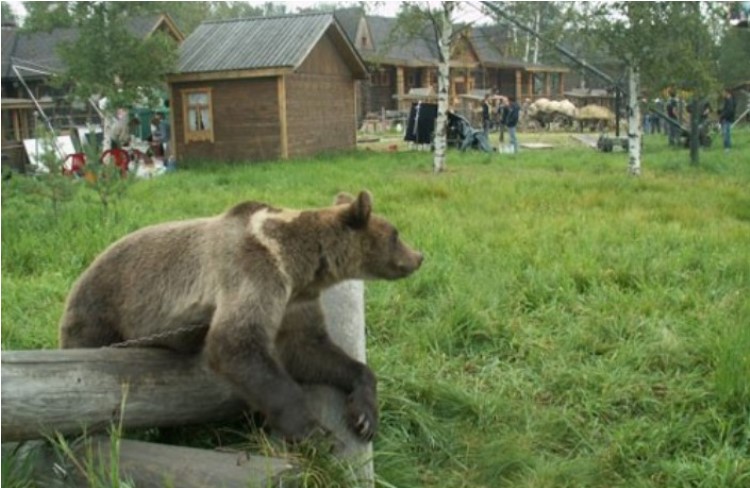 Медведь сел. Медведь в деревне. Медвежонок в деревне. Медведь в огороде.